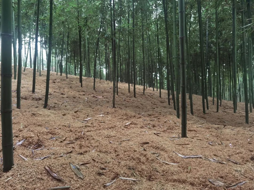 巧用温度后，冬天吃到了“春日限定”的雷竹笋！_北京时间