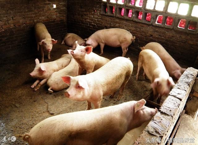 提高商品肉猪瘦肉率的措施有哪些?