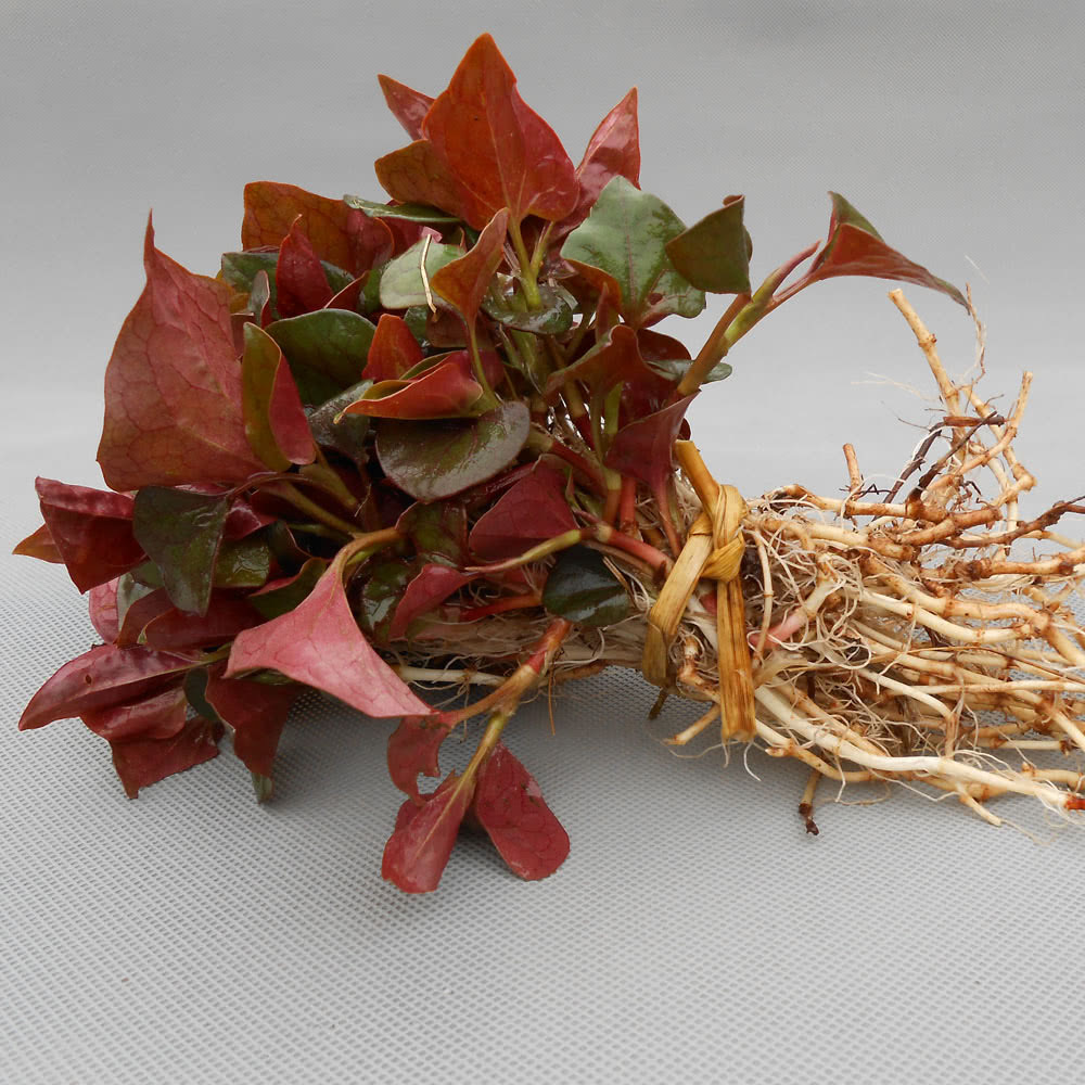 妇科炎症的死冤家,天然消炎药,喜欢吃的女人