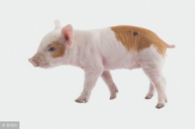 属相猪:一失足成千古恨,4月下旬当心了!