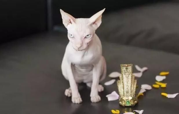 霍思燕家叫小玉的猫生了5只值15万的小崽,王思