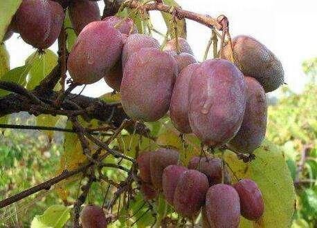 此树沾土即活,果实被称为VC之王,阳台种一棵