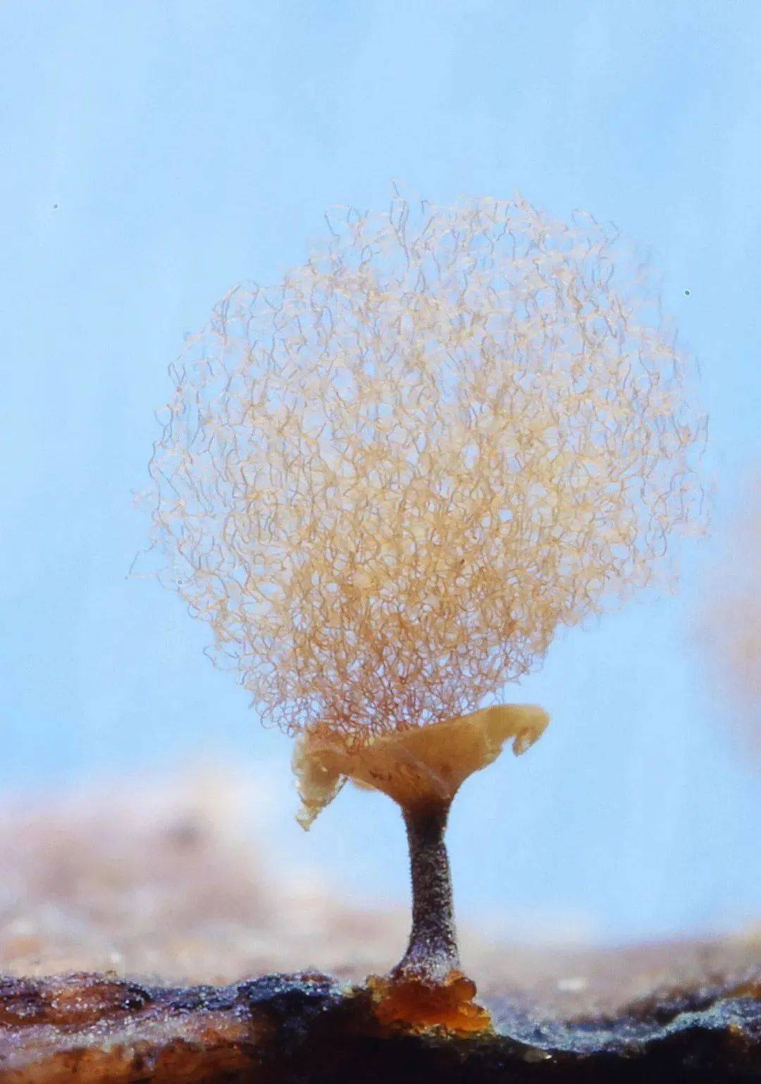 超震撼!90后中国姑娘拍下神秘莫测的菌物世界_北京时间