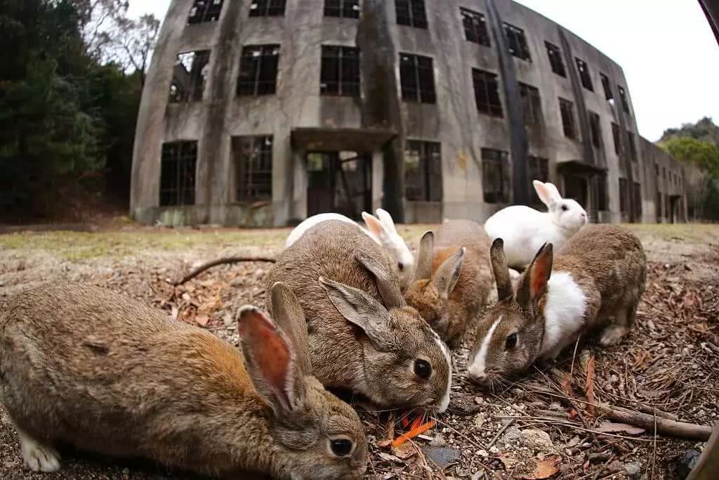 20个被人类遗弃的地方,大自然却要回收