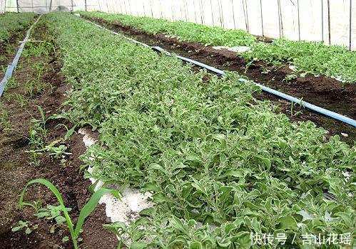 冰菜播种育苗栽培技术冰菜怎样播种育苗