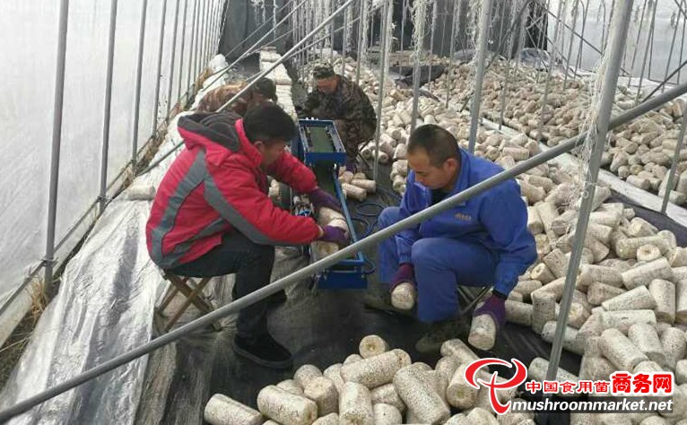 黑龙江:绥芬河市维多宝智能化大棚种植富硒木