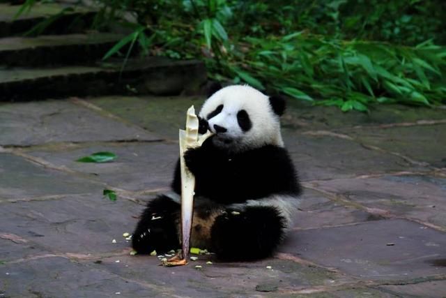 自由恋爱的熊猫生育率更高,包办婚姻直接拒绝