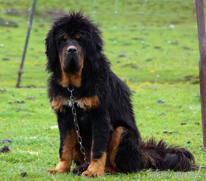卖天价豪车接机富贵的标志,当年的神话成了人人拒绝的烫手山芋.