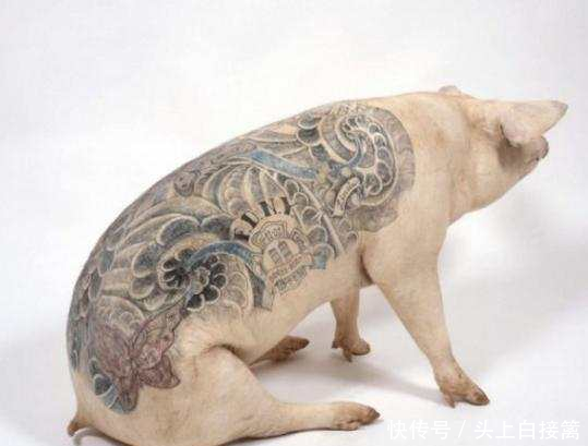 它是史上最贵的猪,价值高达几百万,有钱还不一定买得到!