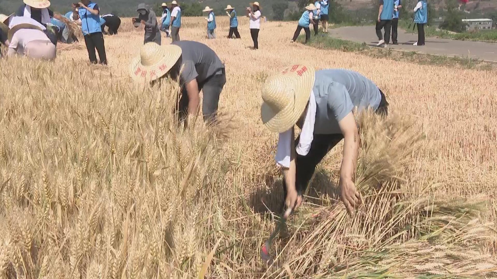 平谷镇罗营镇推出“盛夏之约”千亩梯田农业观光区麦收体验活动