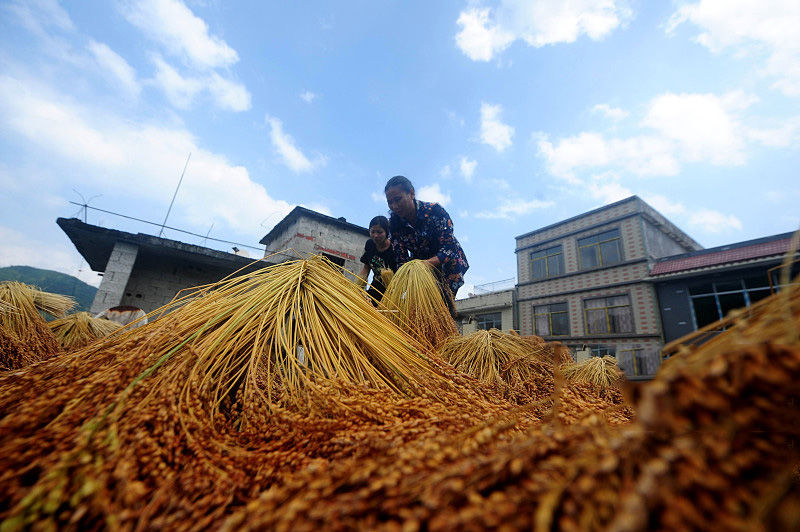一种大米救了癌症丈夫一命,她再种500亩成富翁