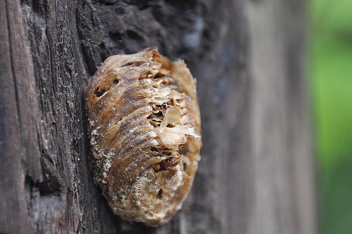 桑螵蛸不止味道香,其实它是一种常见的中药,除了管治小孩子尿炕还有