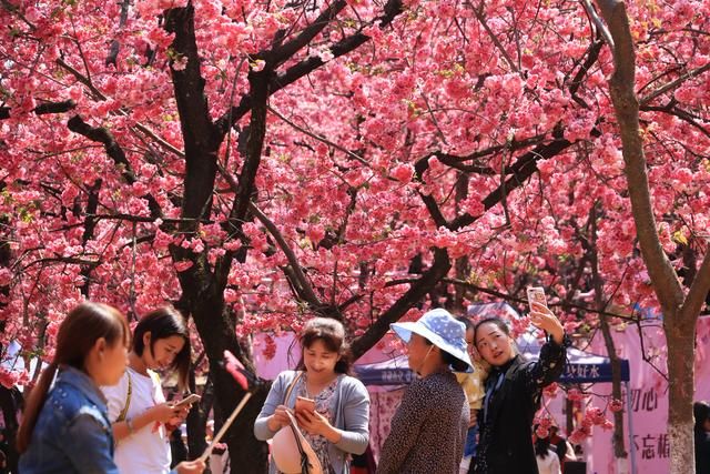 昆明圆通山樱花盛开,赏花正当时