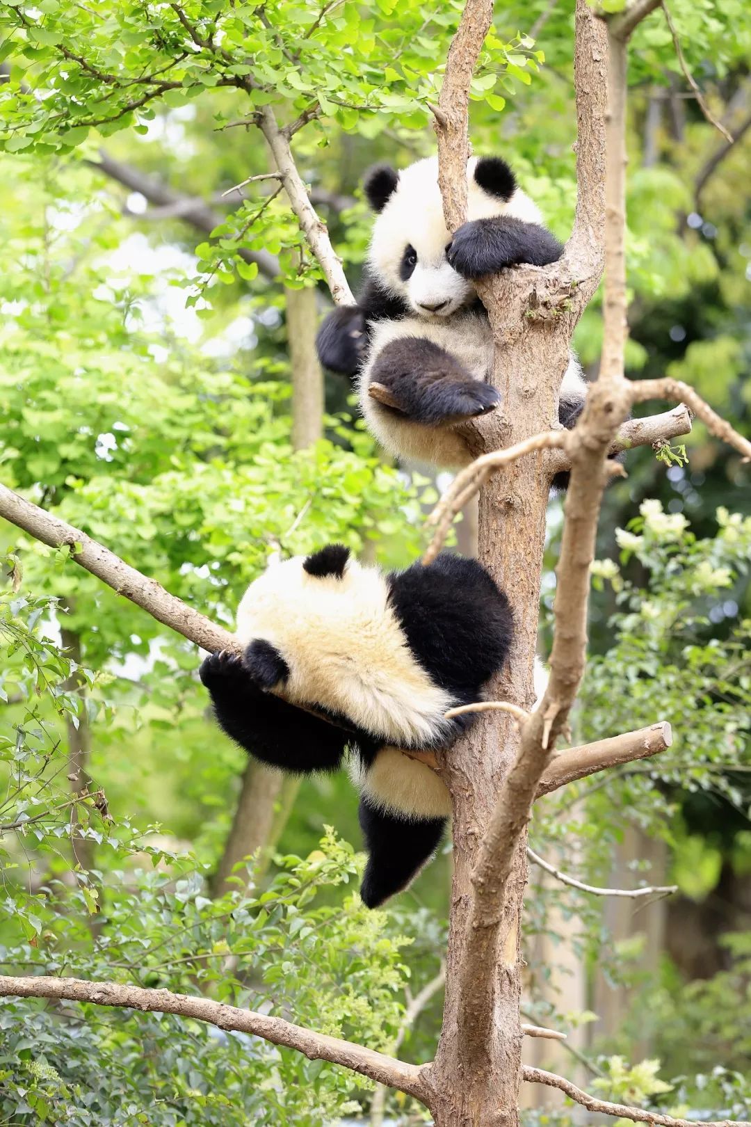 烟火人间3000年,什么是成都?