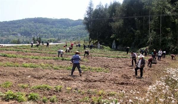 平昌县坦溪镇强化产业发展 推进乡村振兴