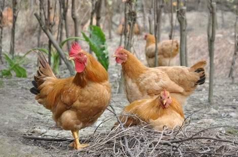 农村养300只土鸡成本和利润怎样?投资多少能