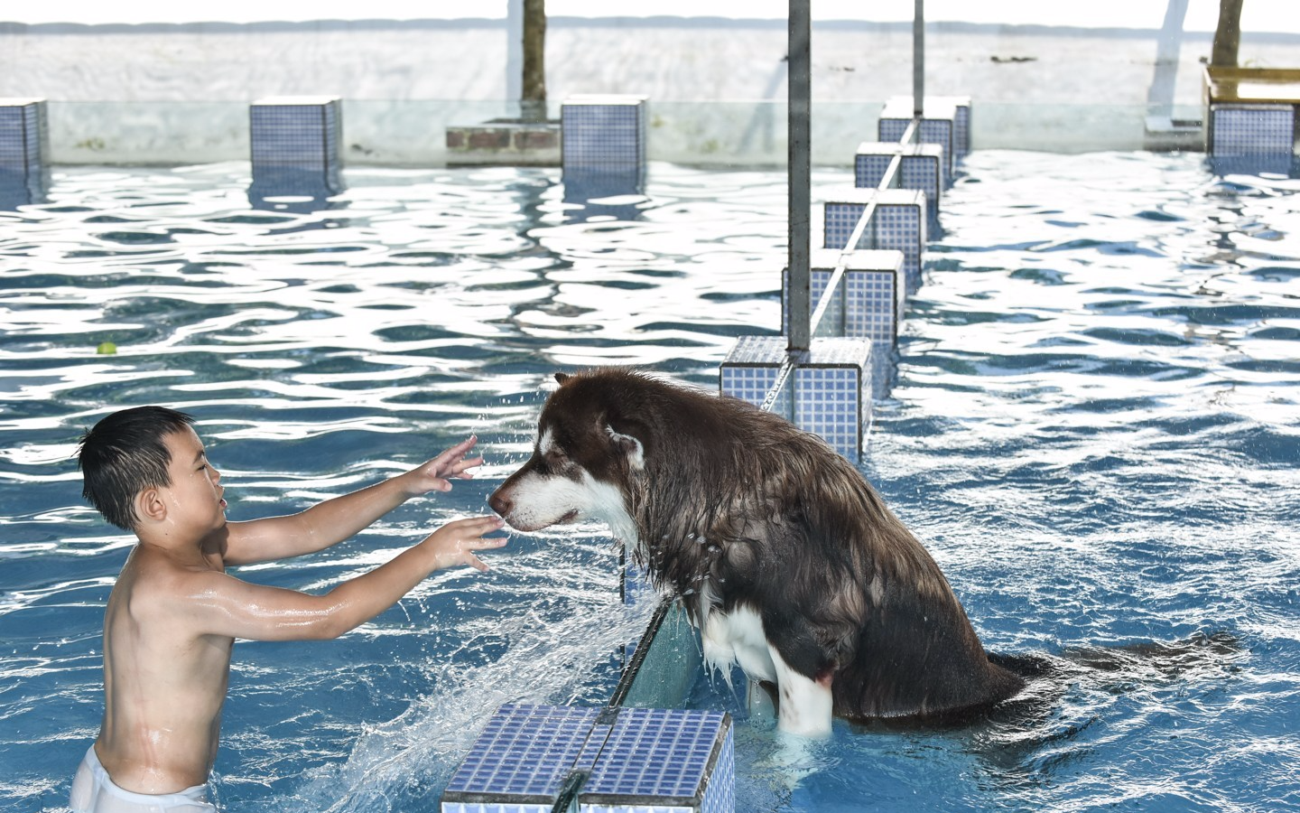 据游泳池老板李林骏介绍，当初这个游泳池本是自己爱犬边牧Rock的“私家泳池”，后来发现了市场需求，才开始做起了生意，还专门花钱扩建的泳池。图为前来光顾的狗狗。图为游泳池中同主人嬉戏的的狗狗。