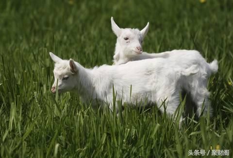 算命先生:属羊人2018年每个月运势分析,运气好