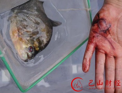 男子走进食人鱼池下幕让人诧异 巨型怪鱼吃人