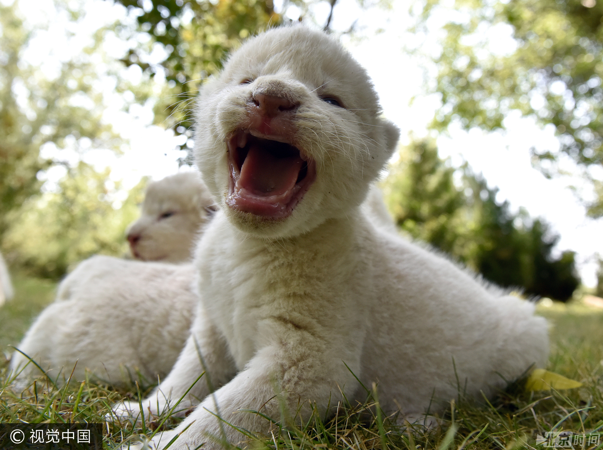 新生白狮宝宝亮相 "雪白团子"萌翻人