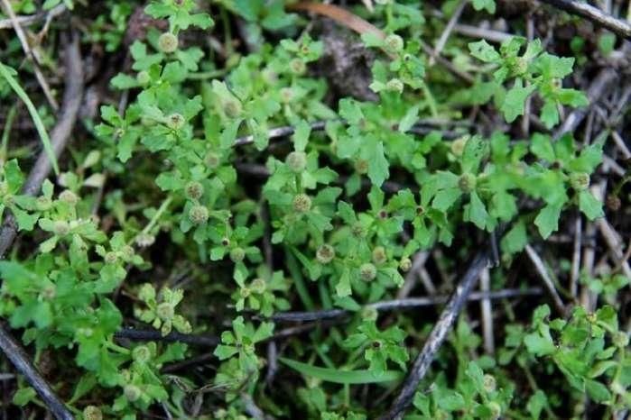 没想到这种匍匐在地的喂鹅草,可入药做凉茶,是