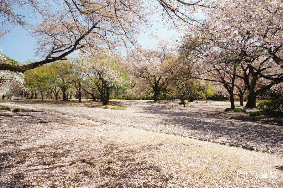 【东京樱花观赏地】东京哪里看樱花好?东京5
