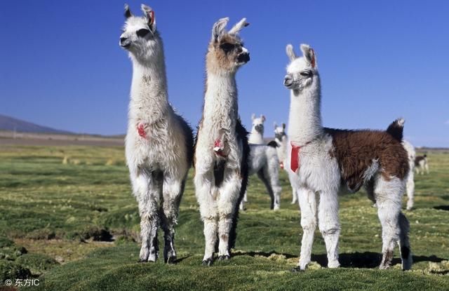 2018年生肖羊的运势如何呢?家有羊人要看看