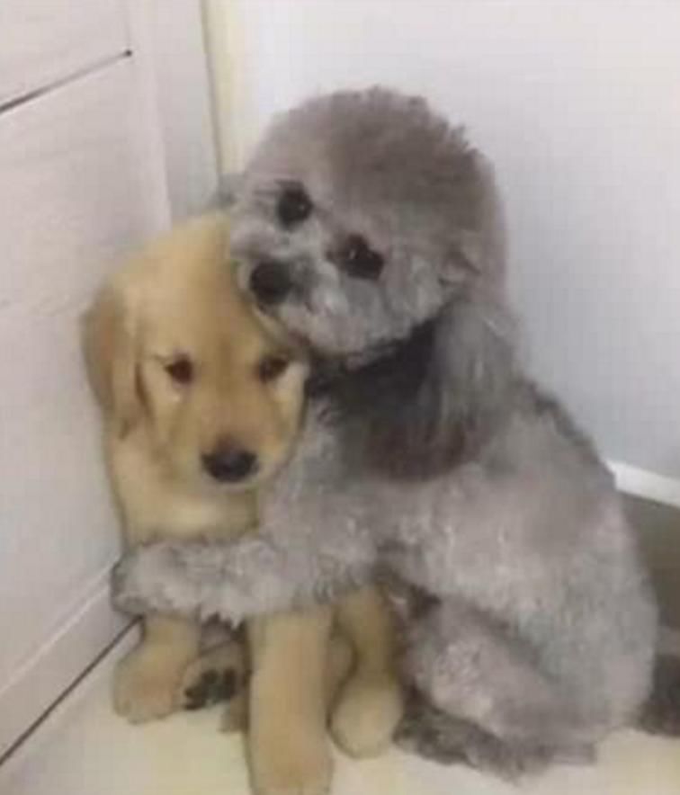 小金毛犯错遭主人教训,泰迪怕好朋友被打,紧紧