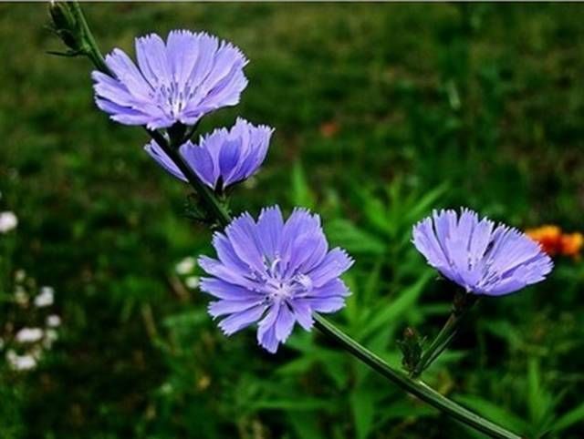 菊苣长得像娃娃菜,但营养价值极高,泡水喝有