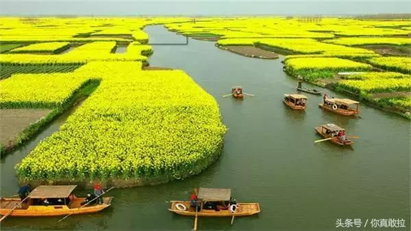 枣庄水泉镇樱花岛"油菜花主题公园"种植300多亩油菜花