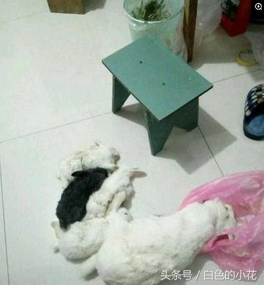 二哈趁主人不在,将刚生的兔兔一窝端了,气的我