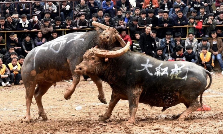 戳一下看直播!斗牛现场你亲临过吗?直击首届斗牛狂欢节