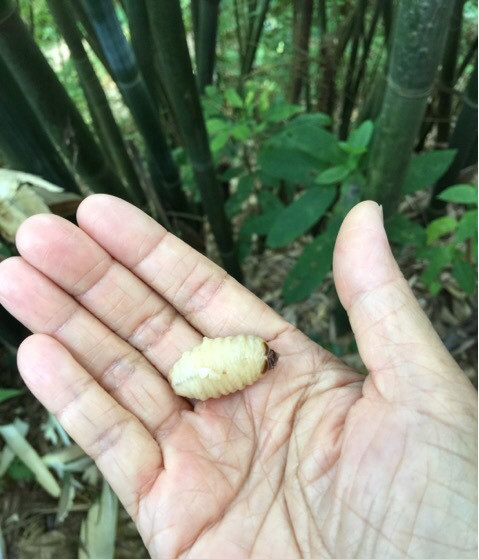 竹子里生出虫子,老人不但不着急还笑得合不拢