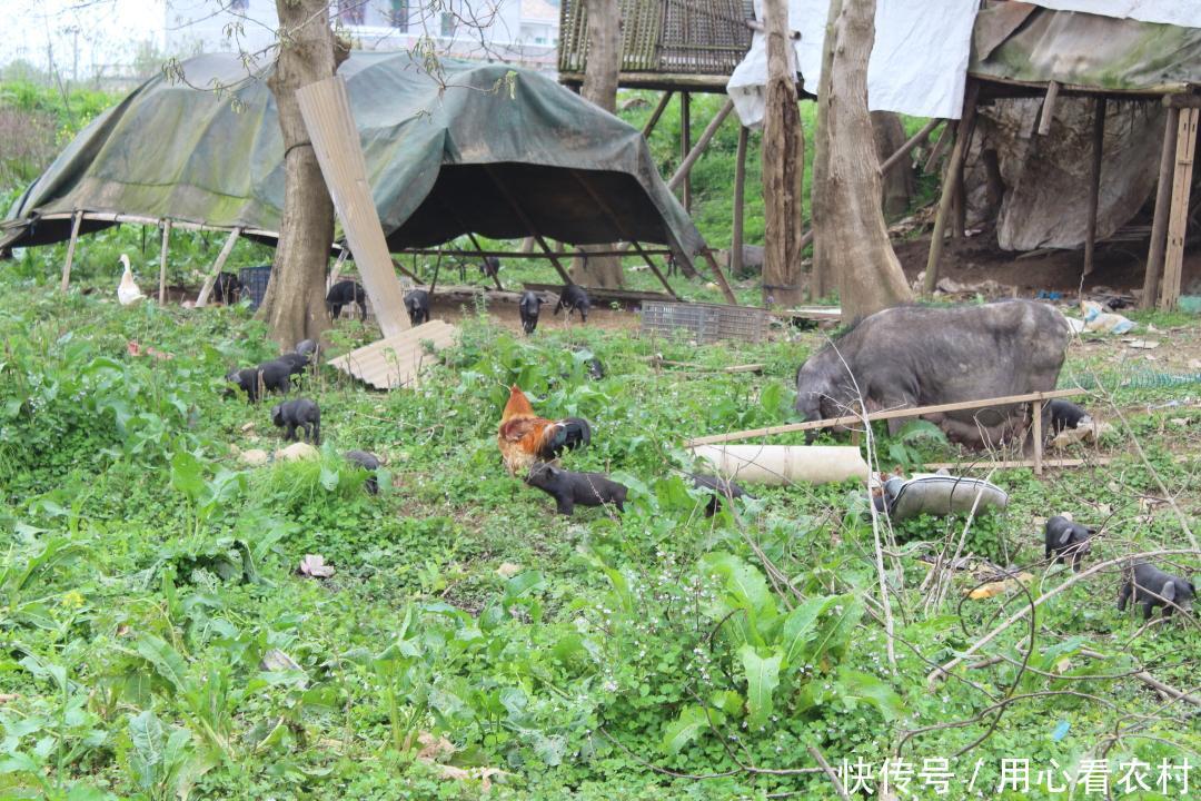 2018年你还在养猪吗?很多农民都哭了,没有人