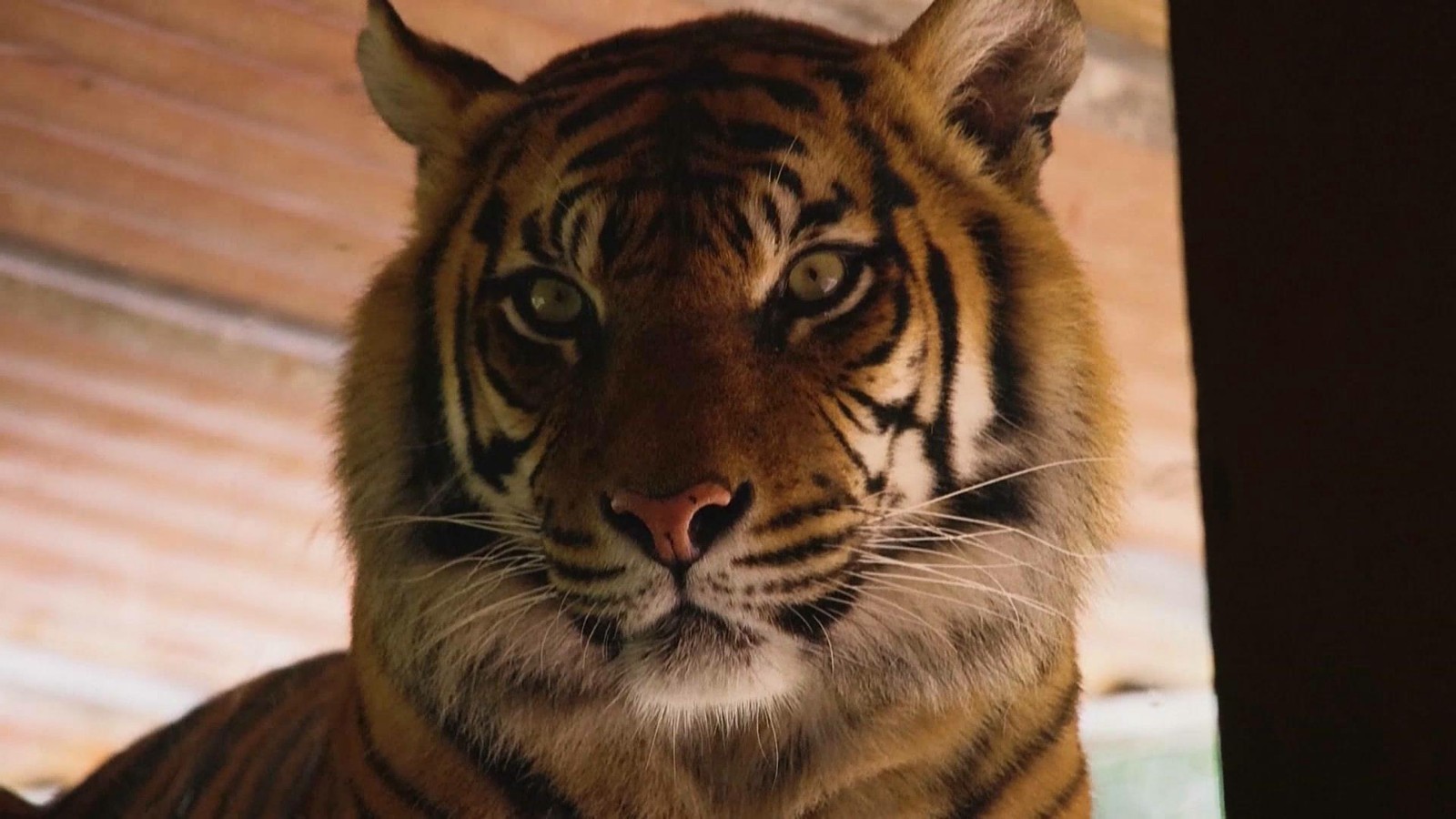 虎年到 澳大利亚动物园呼吁“爱老虎呦” 虎年到 澳大利亚动物园呼吁“爱老虎呦”