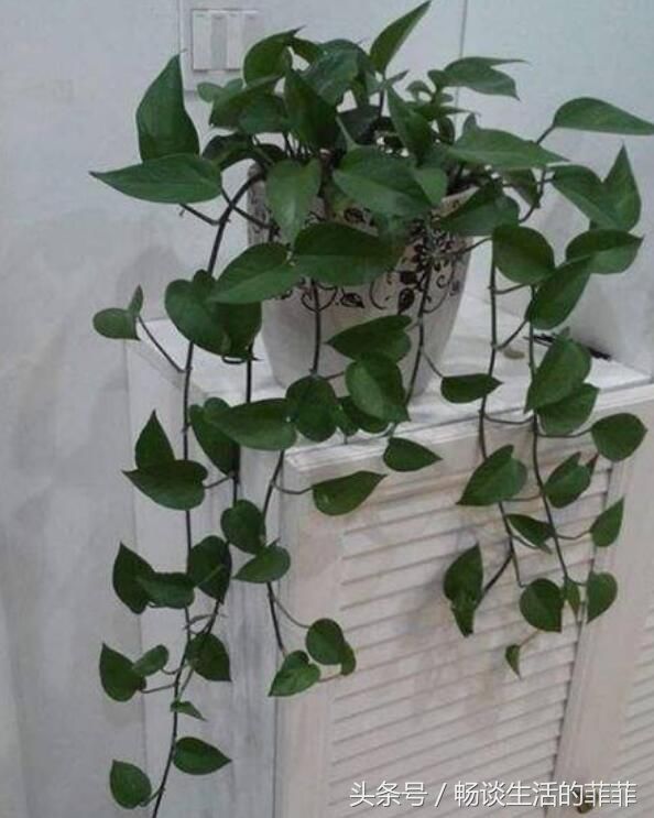养绿萝用什么花盆好你知道吗?下面就来看看各