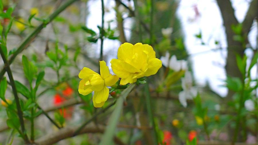 图说|黄花翠蔓世上名,入药解毒消肿痛