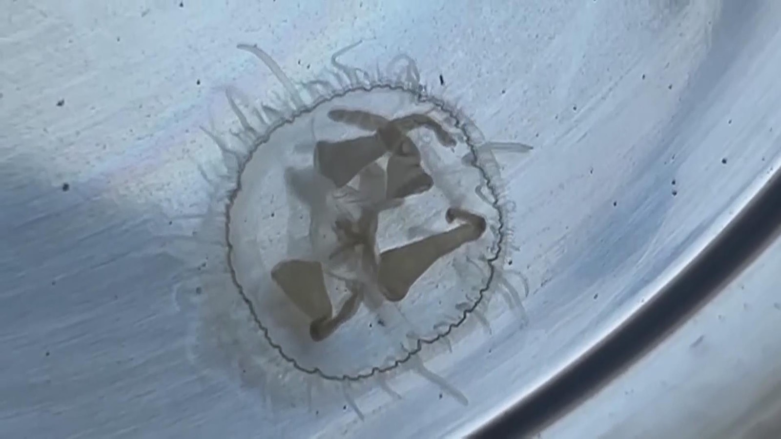 “水中大熊猫”桃花水母现身黄松峪水库