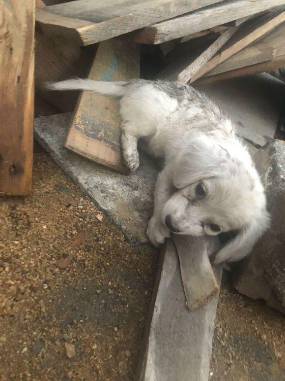 流浪狗饿坏了躲在角落啃木头,女孩感慨:这就是一只流浪狗的悲哀