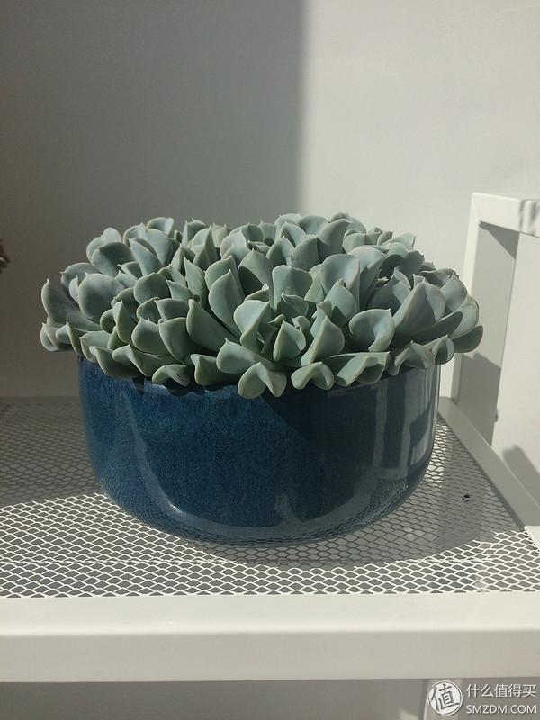 关于室内养多肉植物的品种推荐 & 一些经验