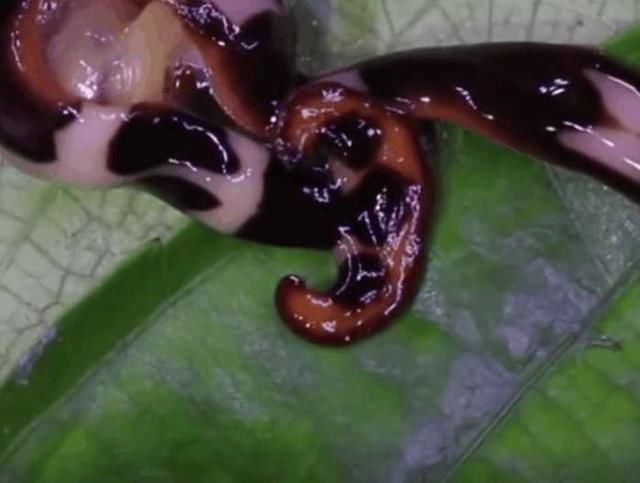 而男子却是没见过这样的生物,这样的爬行生物,蚯蚓和水蛭之外还真的不