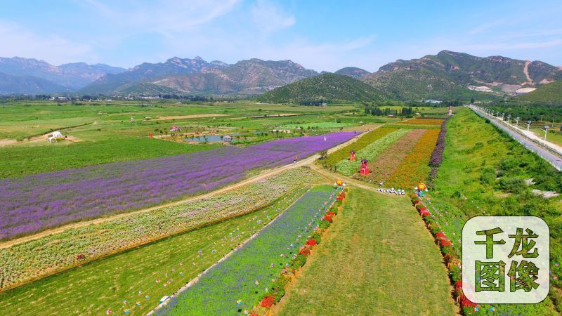 图为北京房山的天开花海北京市农委供图 千龙网发