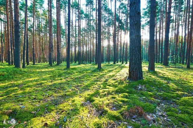 女命八字分析:官杀混杂,子午相冲