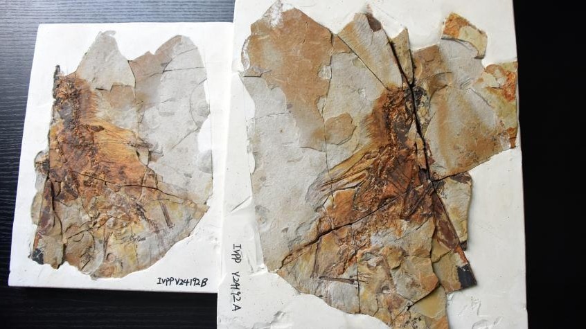 中国发现1.6亿年前侏罗纪具膜质翅膀恐龙