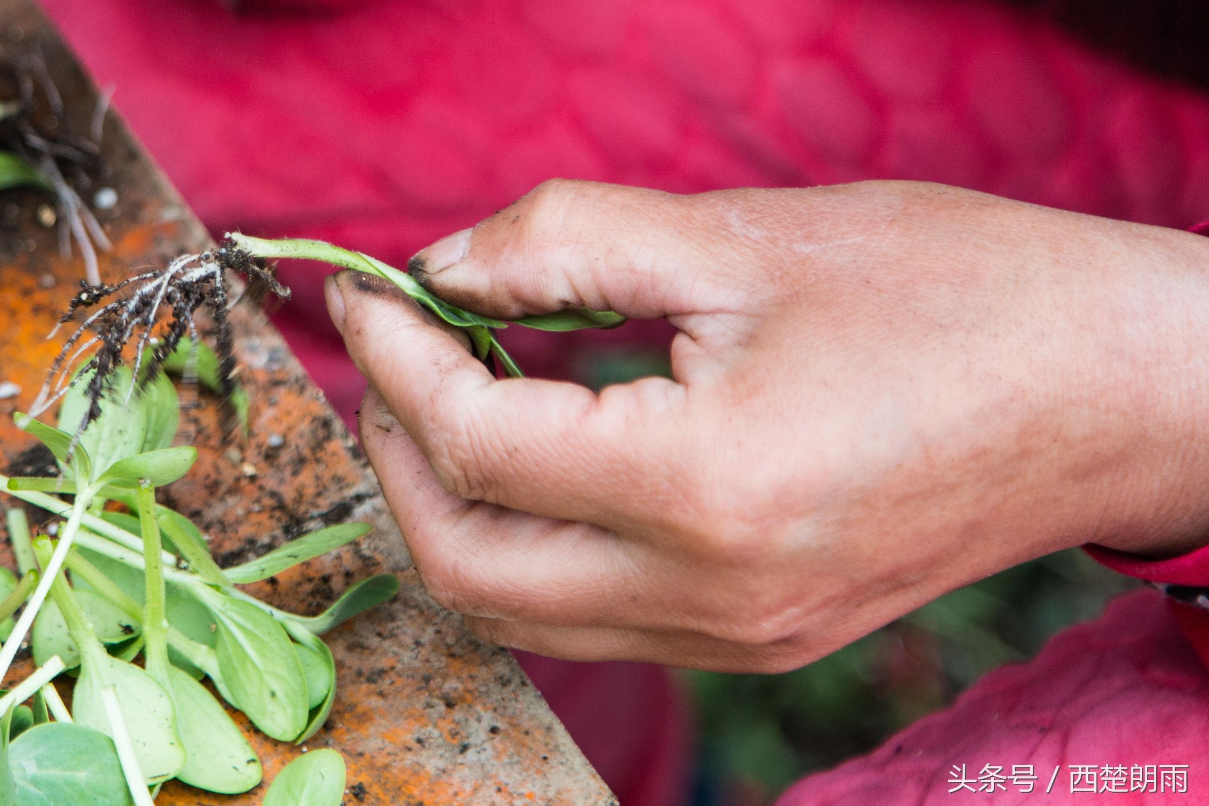 土豪!农村大叔将西瓜种在南瓜上,俩月收入70万