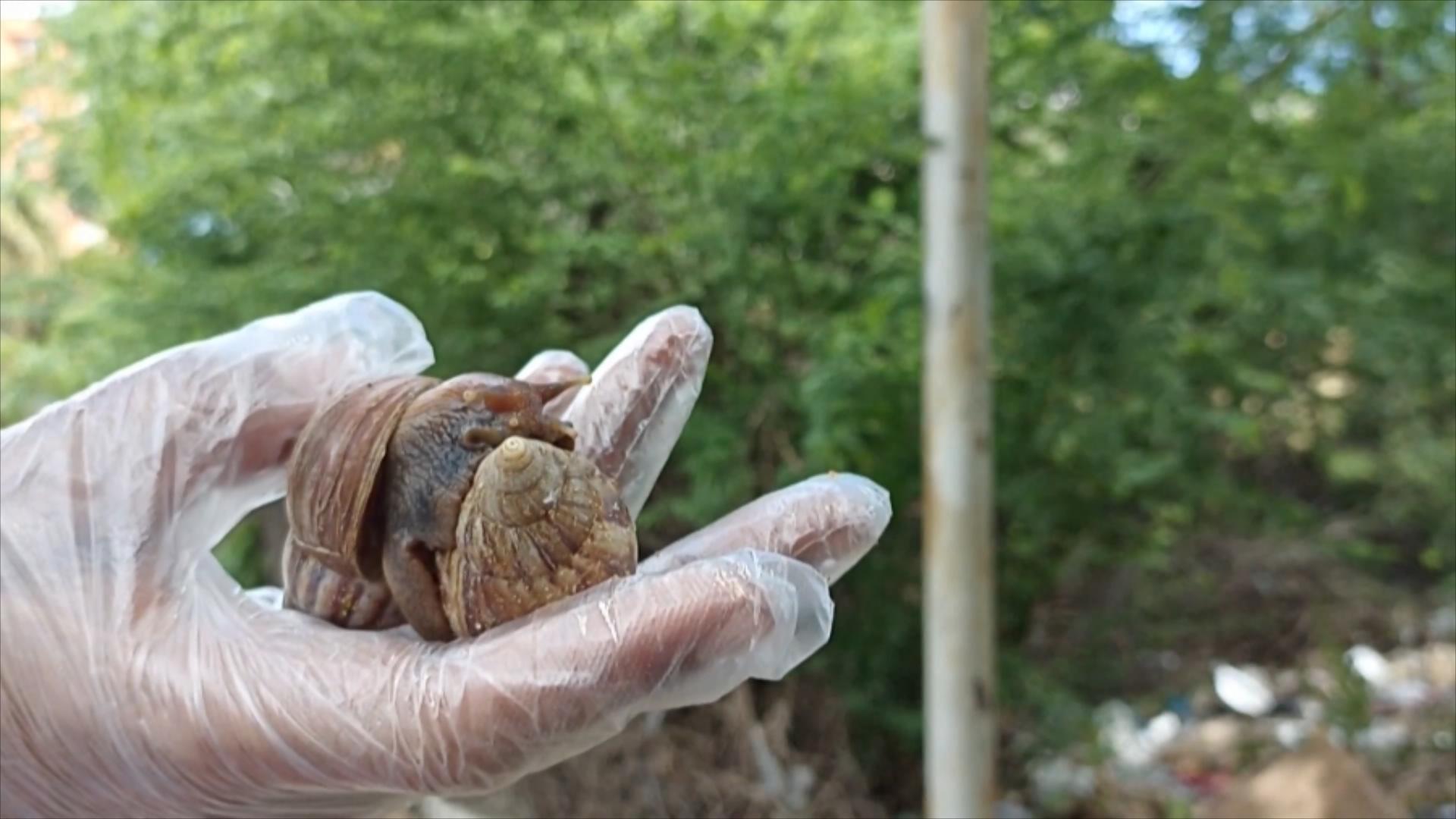 降雨增多　委内瑞拉现大量非洲大蜗牛