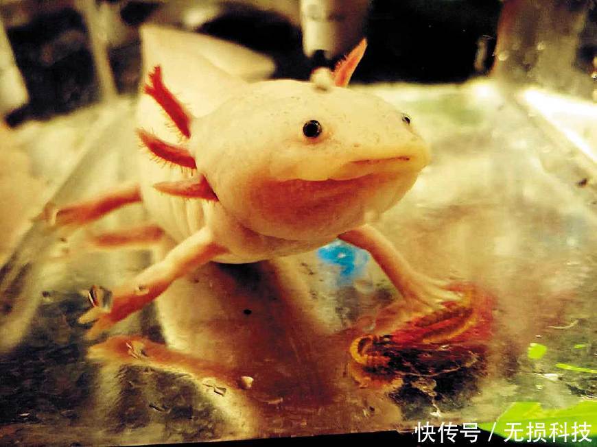 世界未解之谜:人类的祖先到底是鱼还是猿猴?网