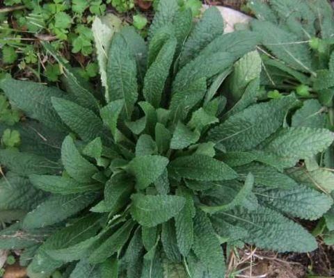 养生专家说:它是咽炎克星,1碗下肚,一口段根!大人小孩特管用