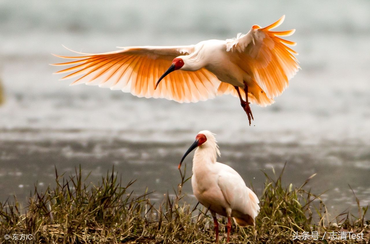 十大保护动物之一:中国最珍稀的鸟类,被誉为东