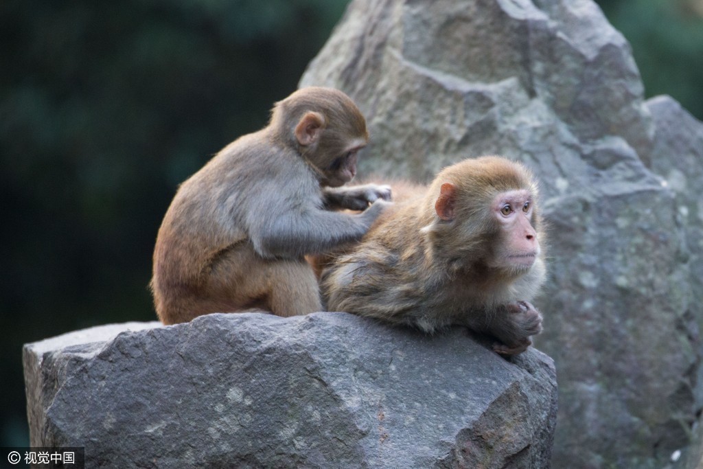 杭州：猴子互相抓背止痒 实则舔食“盐粒”